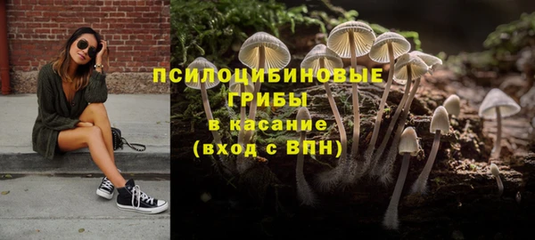 стаф Аркадак
